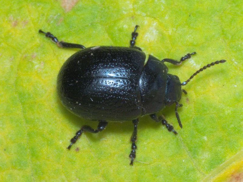 Chrysolina haemoptera (Linnaeus, 1758)